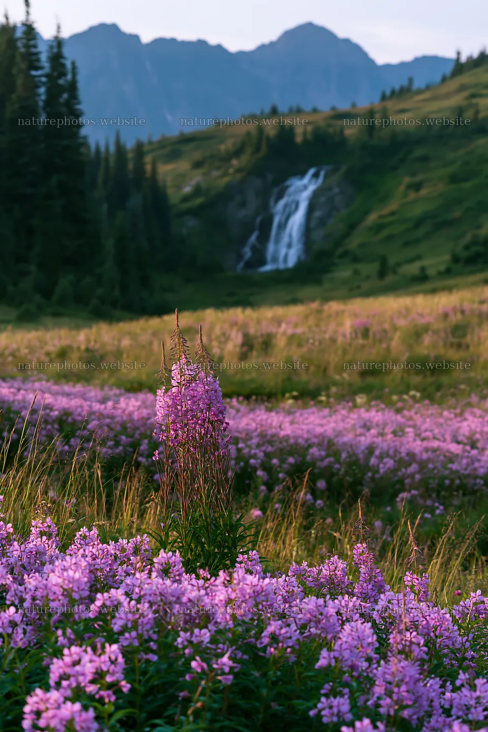 Mountain flower meadow with waterfall in landscape – nature photos 6480x9722