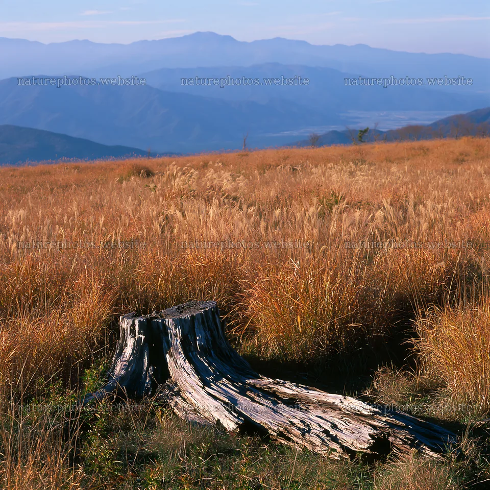 Wakayama autumn meadow with weathered wood in the foreground – nature photos 7938x7938