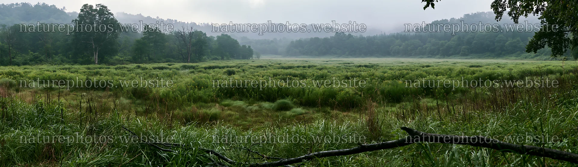 Yamagata rewilded meadow fallen branch foreground – nature photos 14762x4268