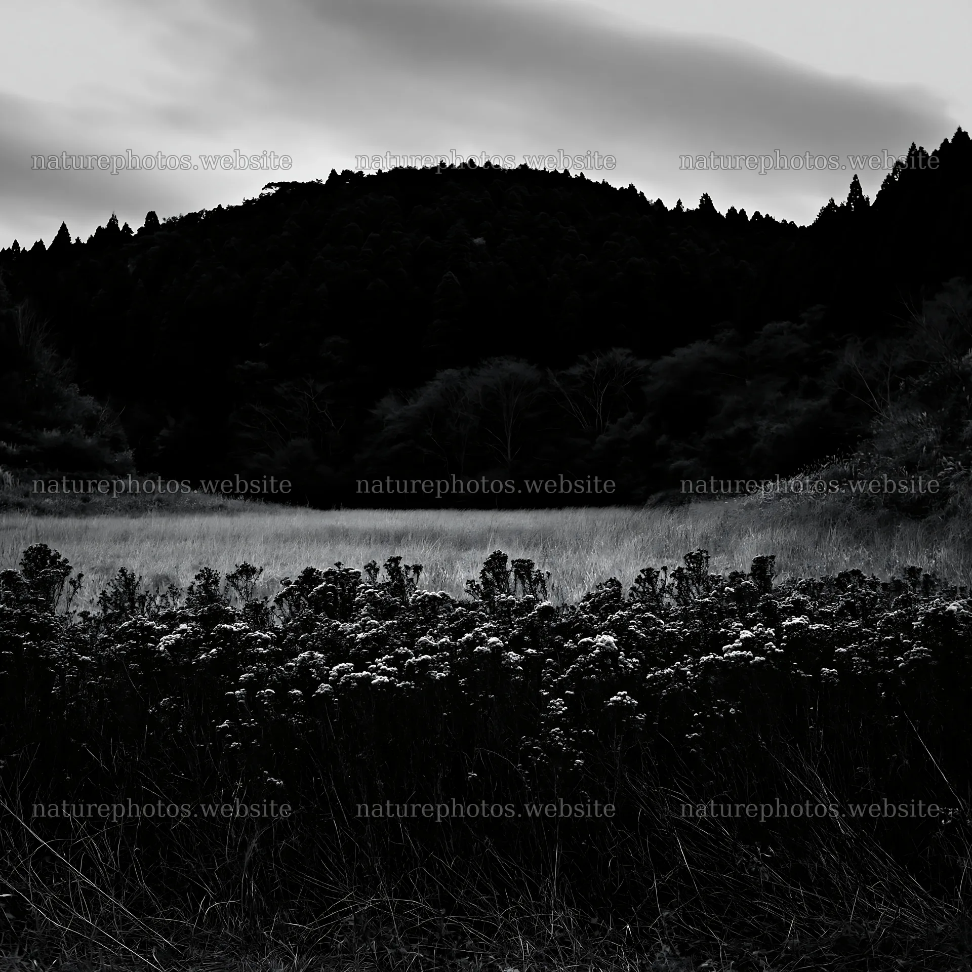 Ehime twilight meadow with dry seedheads – nature photos 7938x7938