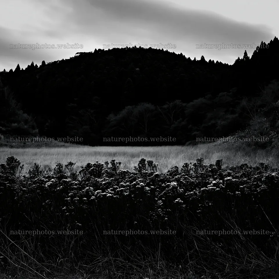 Ehime twilight meadow with dry seedheads – nature photos 7938x7938