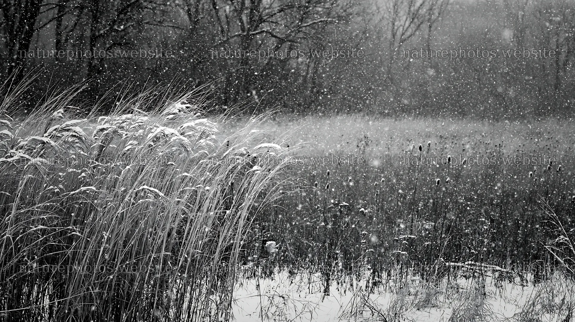 Tall grass meadow during snow in black and white – nature photos 10608x5938