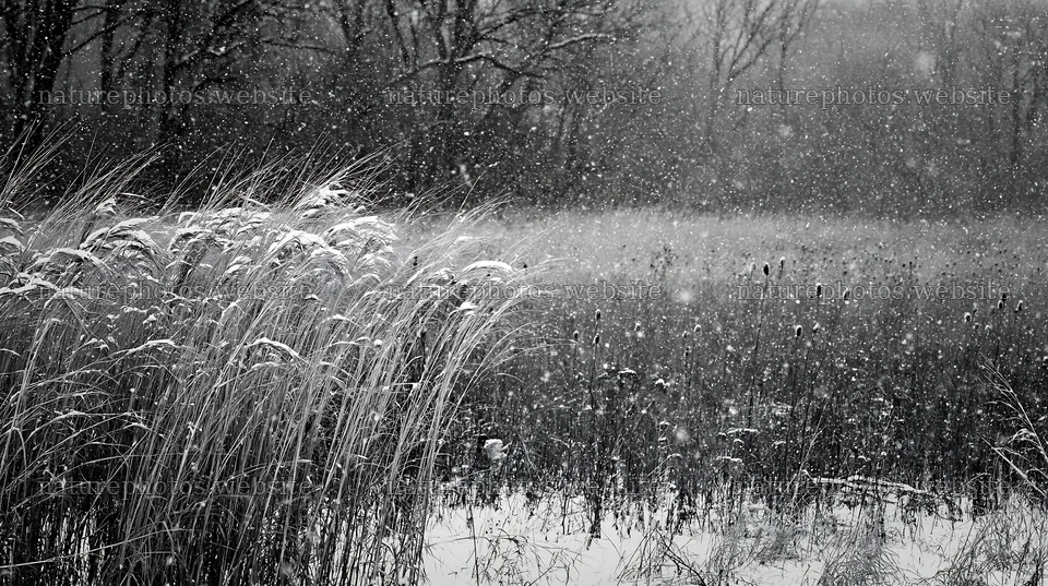 Tall grass meadow during snow in black and white – nature photos 10608x5938