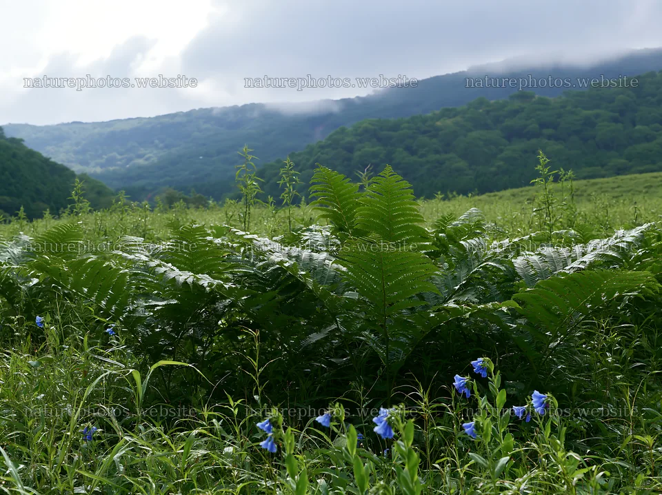 Nara summer meadow with fern foreground and blue flowers – nature photos 9174x6866