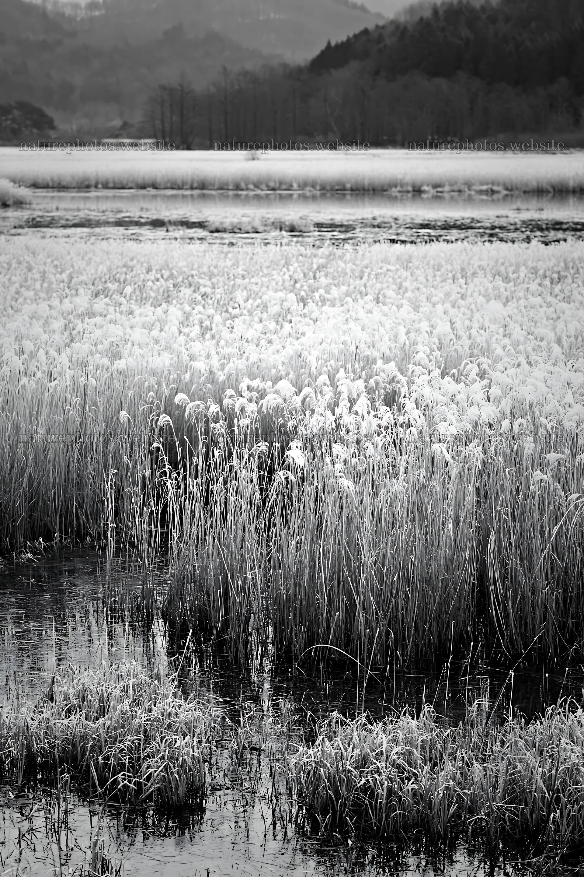 Shiga wetland meadow climate adaptation reeds in natural setting – nature photos 6480x9722