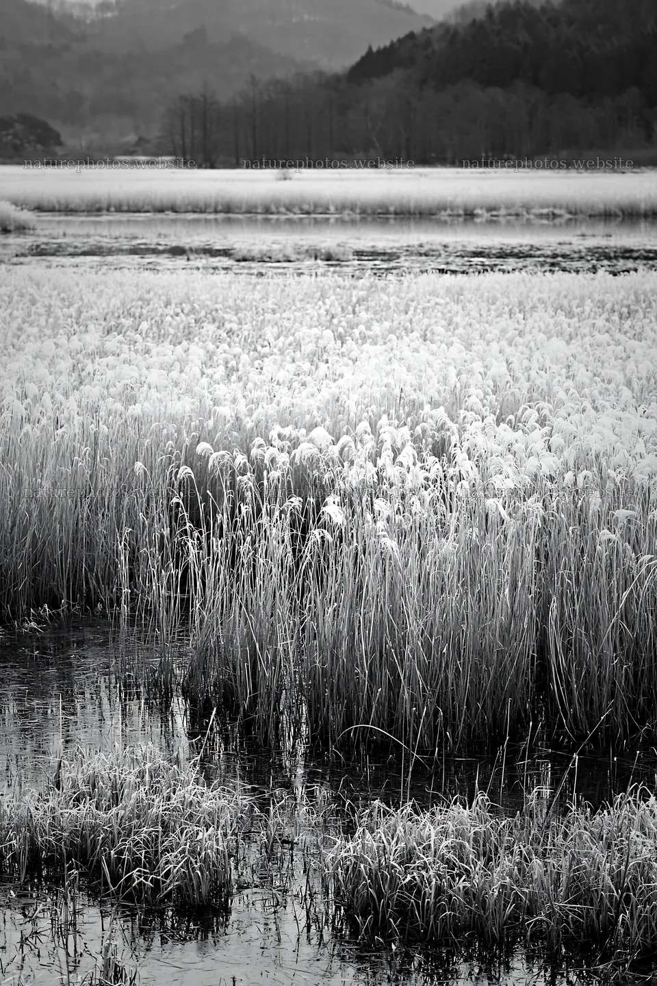 Shiga wetland meadow climate adaptation reeds in natural setting – nature photos 6480x9722
