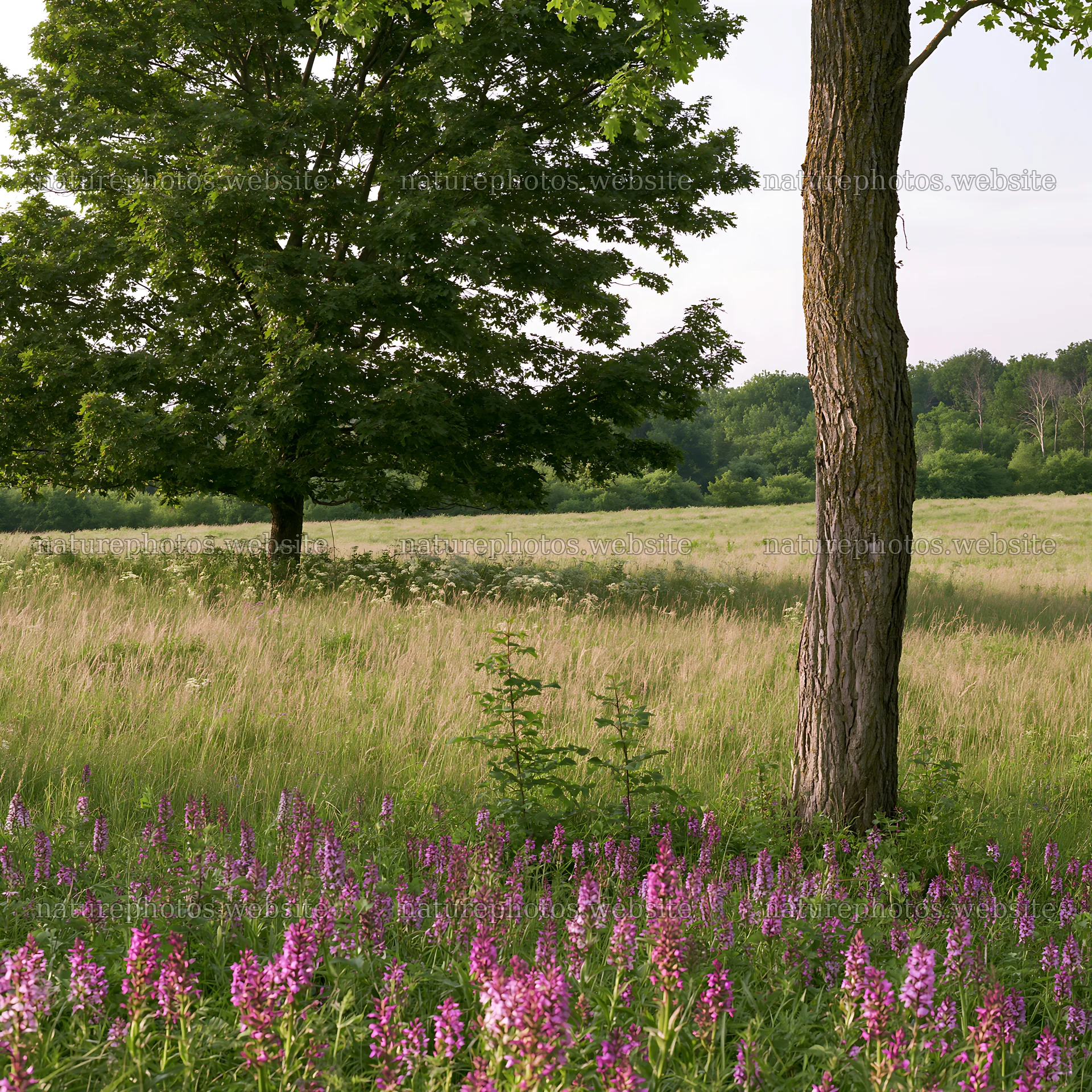 Wild orchid meadow with trees and grass at sunny day – nature photos 7938x7938