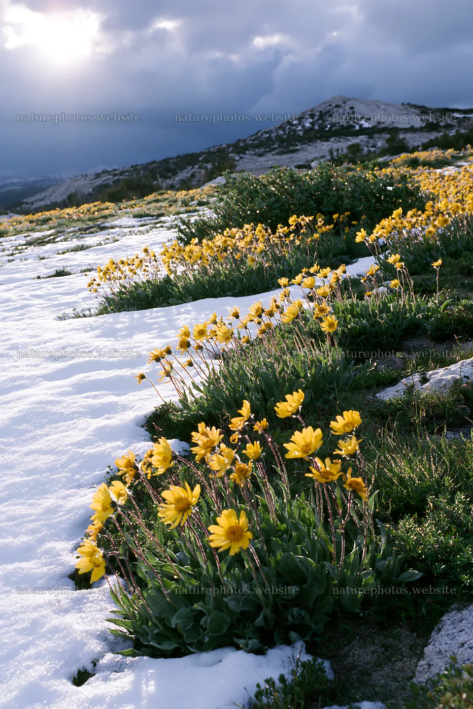 Snowbound meadow with yellow flowers and snow patches – nature photos 6480x9722