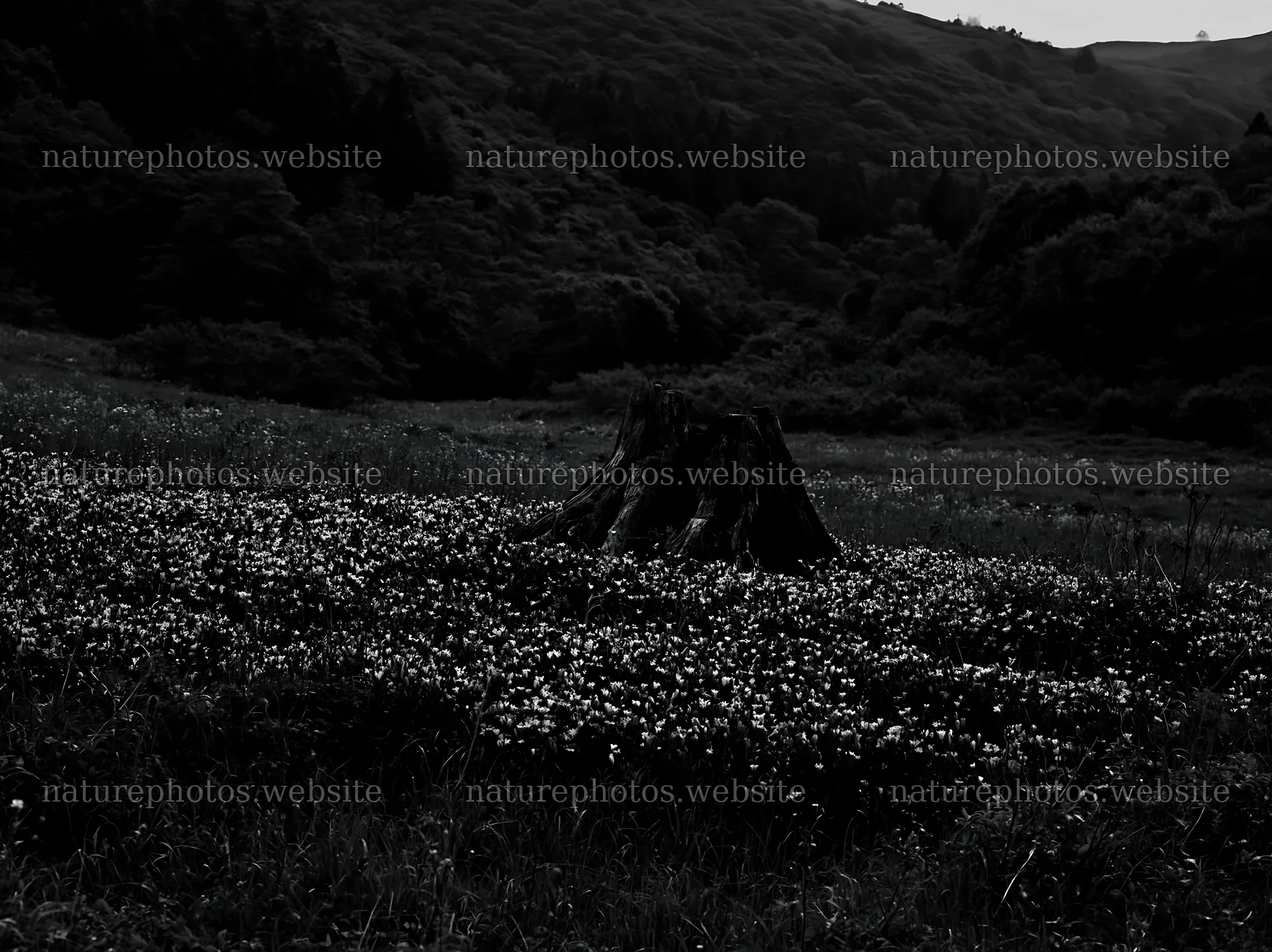 Fukushima native meadow with weathered stump – nature photos 9174x6866