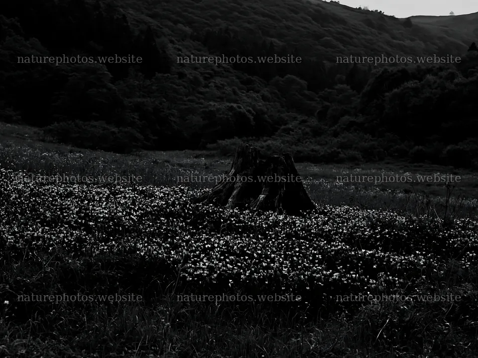 Fukushima native meadow with weathered stump – nature photos 9174x6866