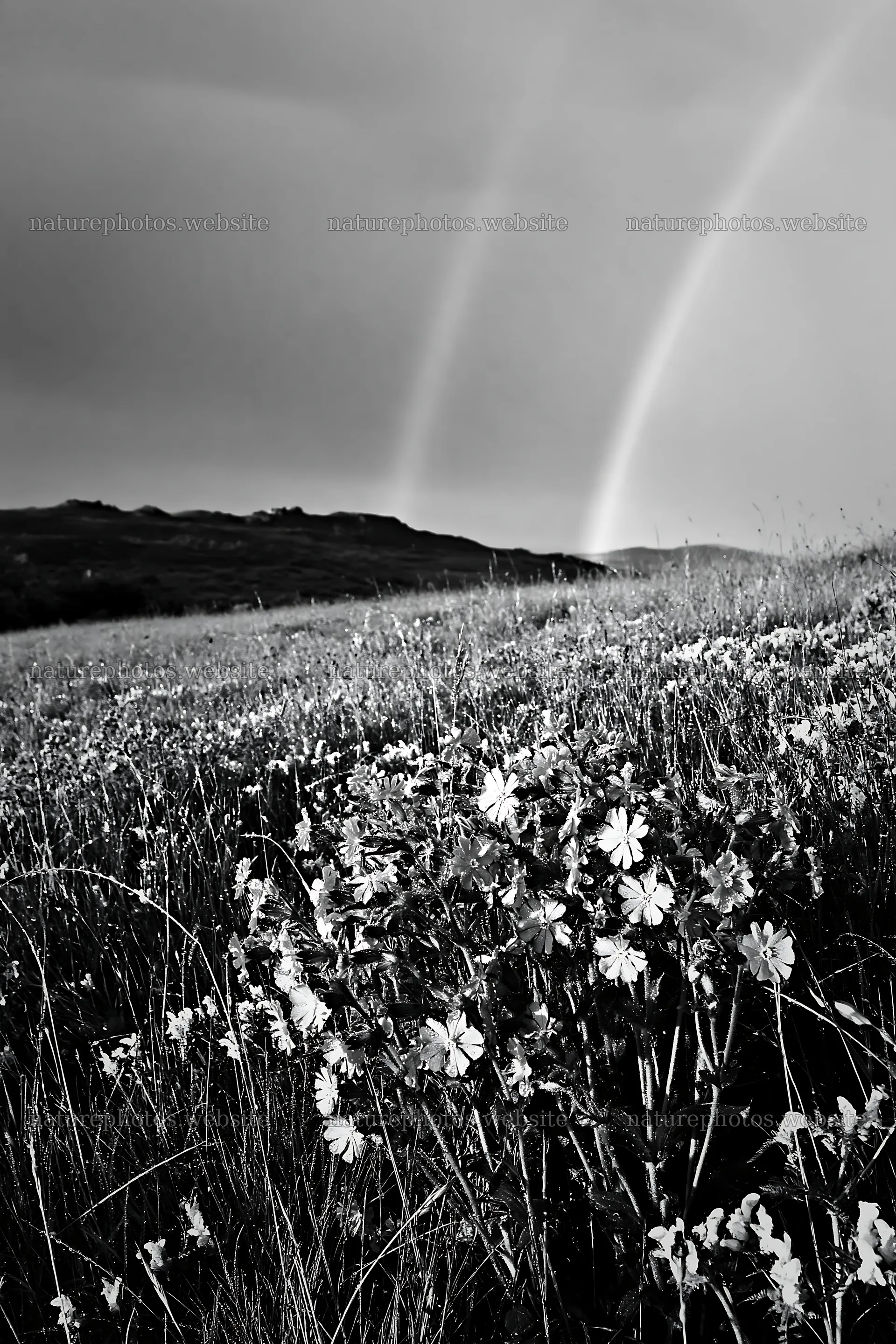 Meadow with campion flowers under cloudy skies – nature photos 6480x9722