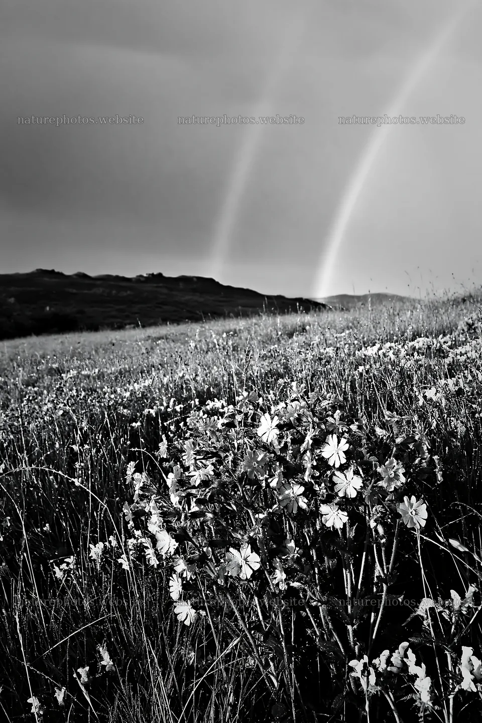 Meadow with campion flowers under cloudy skies – nature photos 6480x9722