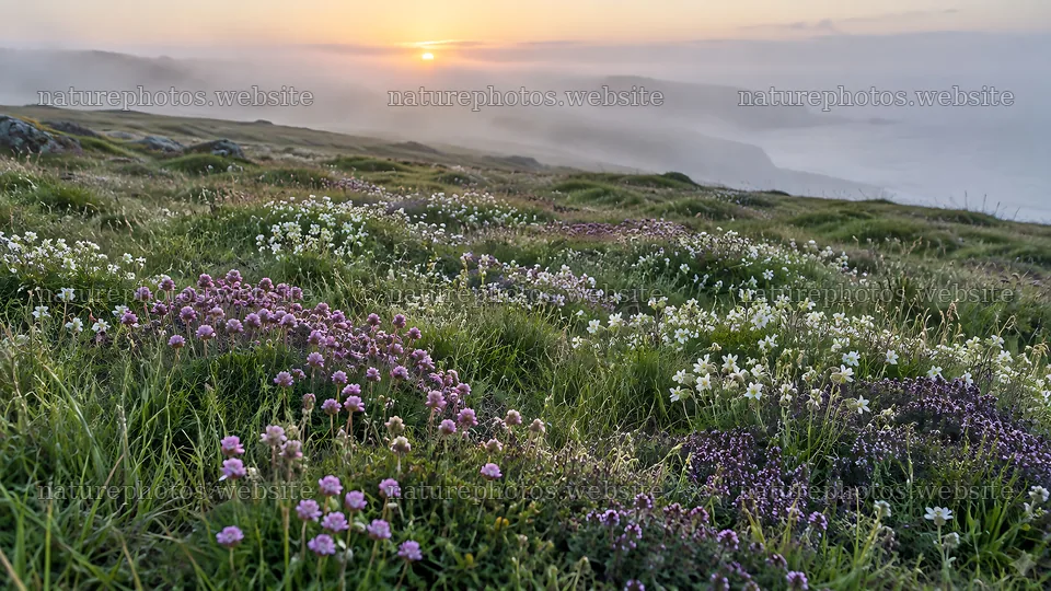 Wildflowers on a Misty Meadow at Sunrise – nature photos 10324x5812