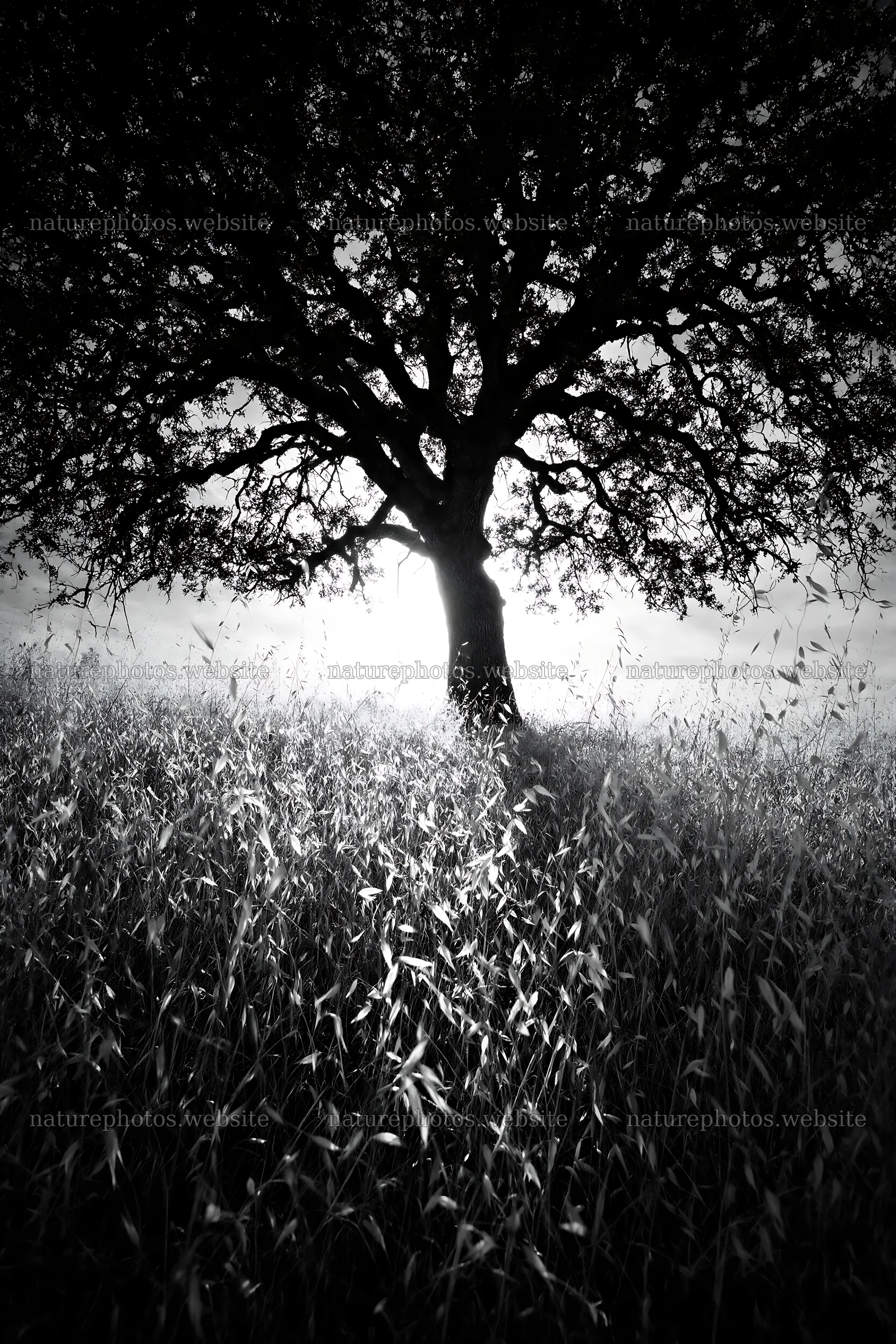 Drought-tolerant meadow with a tree at sunset – nature photos 6480x9722