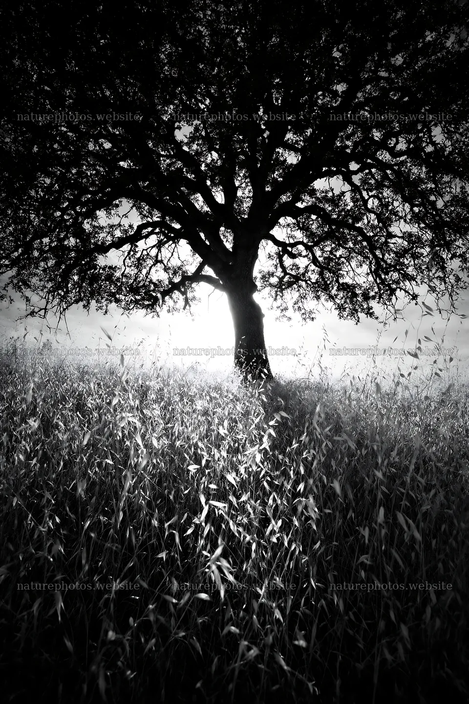 Drought-tolerant meadow with a tree at sunset – nature photos 6480x9722