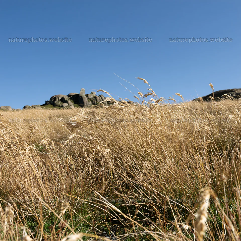 Meadow with seedheads under blue sky and rocks in background – nature photos 7938x7938