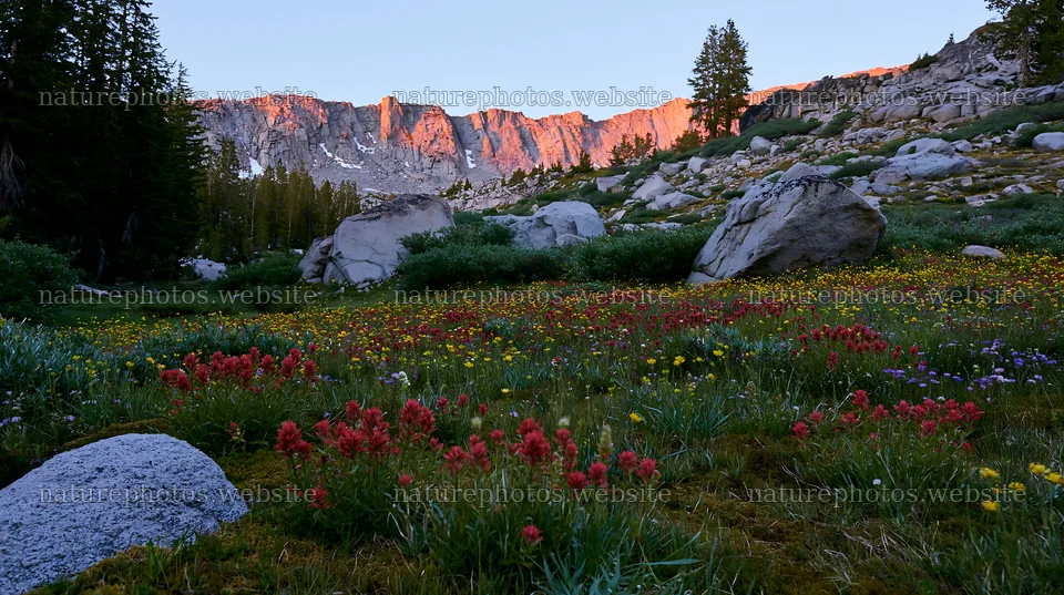 Mossy boulder meadow with flowers and mountain backdrop – nature photos 10608x5938