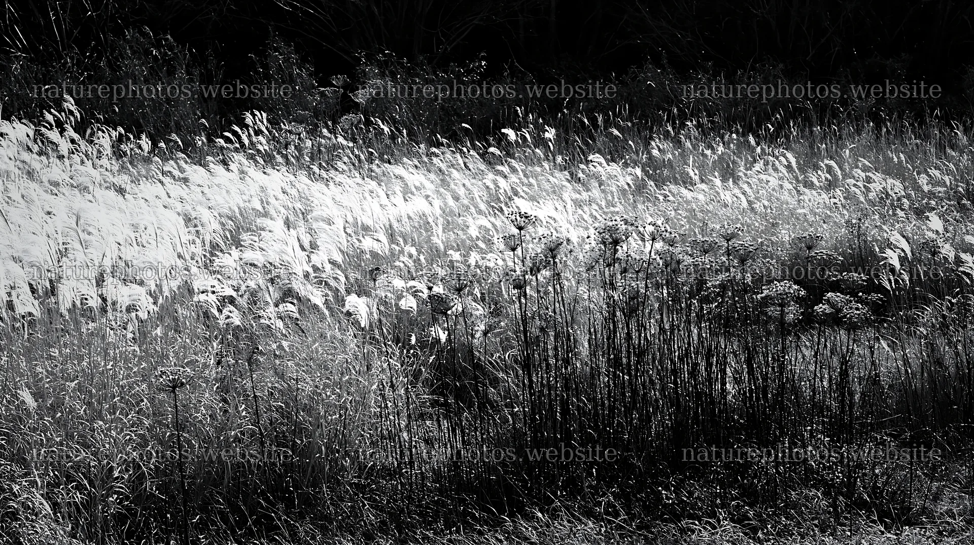 Urban biodiversity meadow with seedheads in Tokyo – nature photos 10608x5938