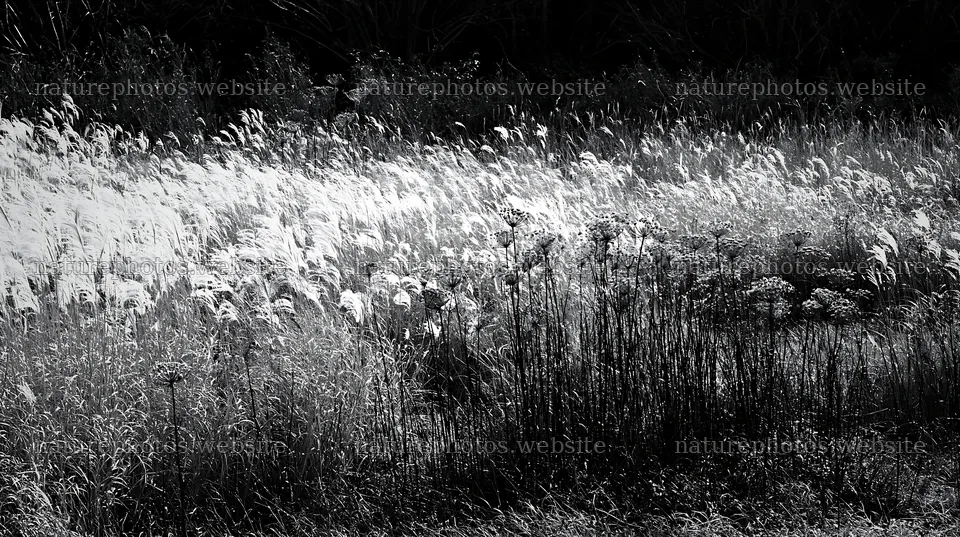 Urban biodiversity meadow with seedheads in Tokyo – nature photos 10608x5938