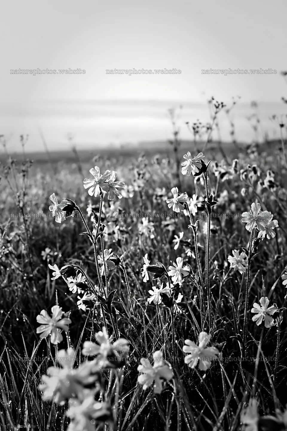 Pink campion flowers in a meadow at sunrise – nature photos 6480x9722