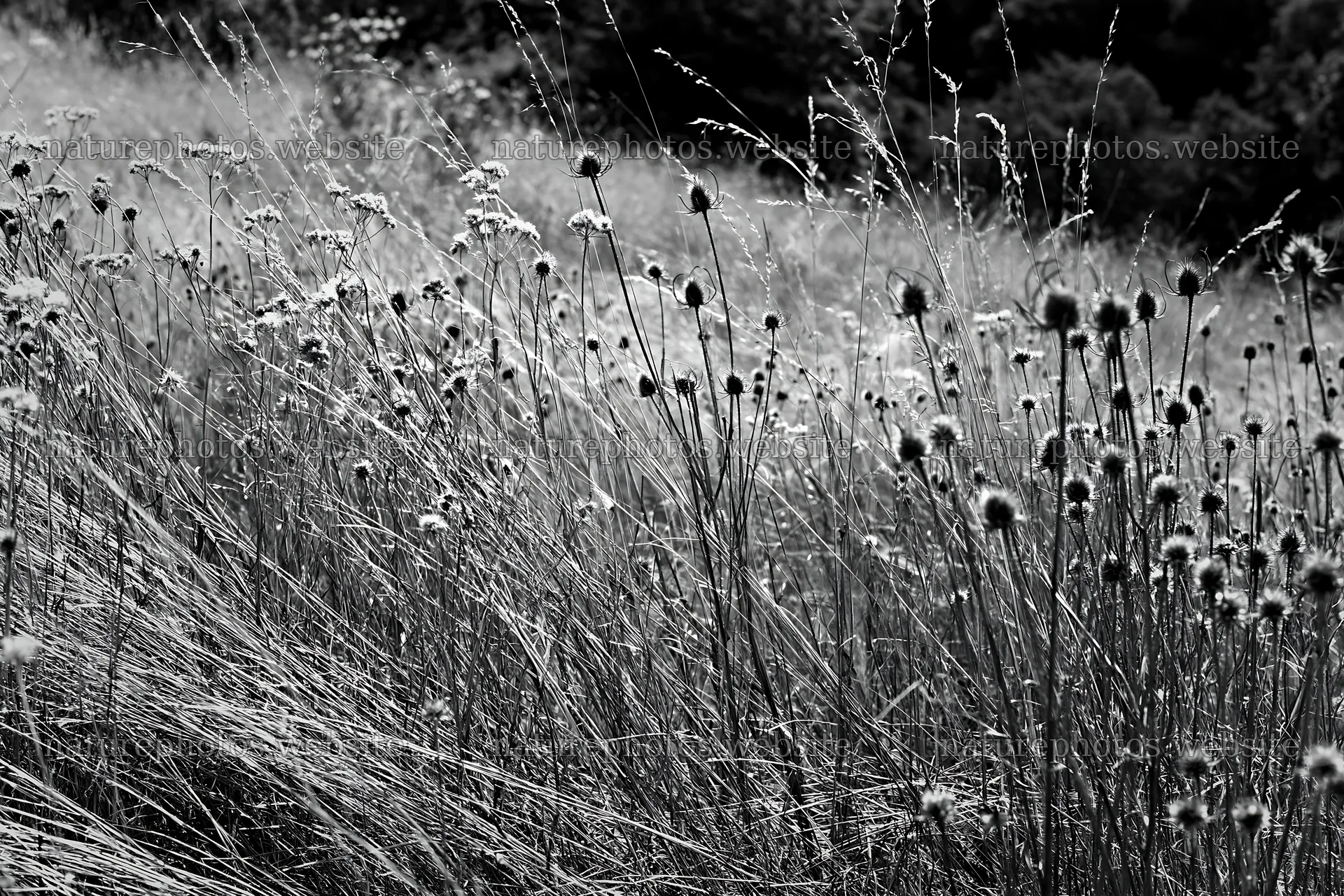 Seedhead meadow in black and white – nature photos 9722x6480