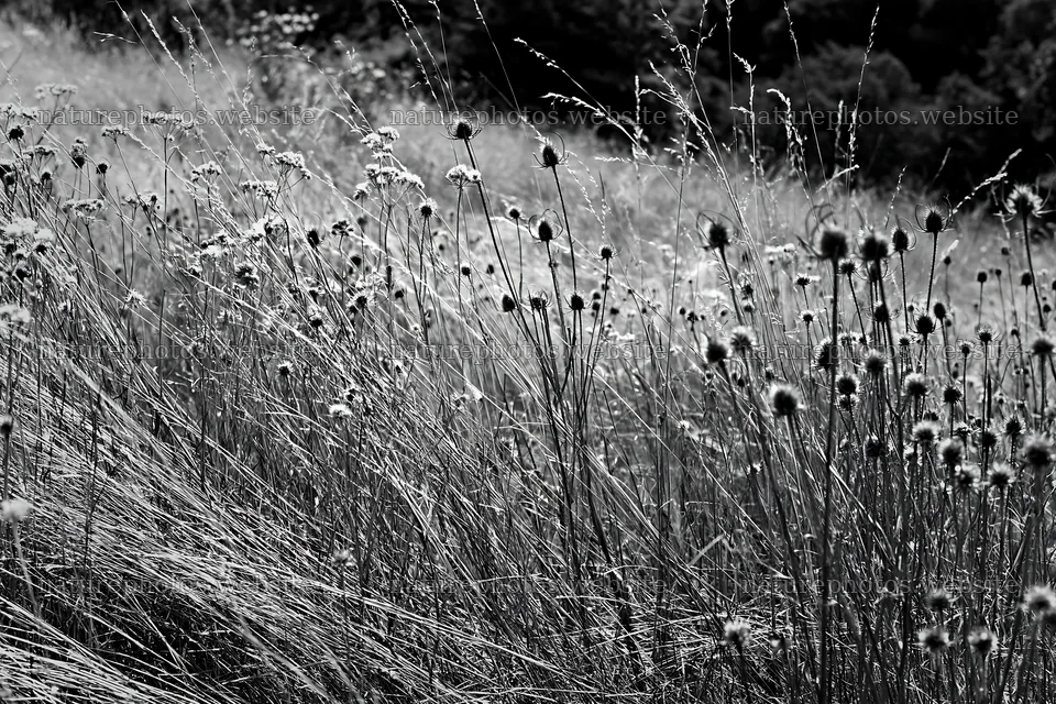 Seedhead meadow in black and white – nature photos 9722x6480