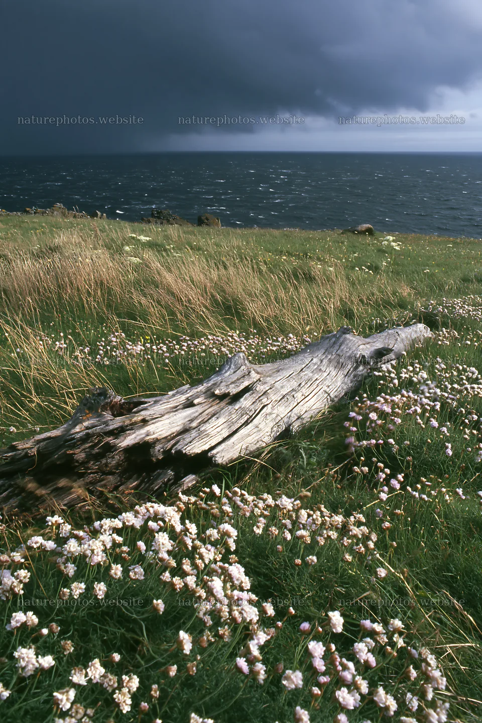 Weathered log on grassy meadow near ocean and dark clouds – nature photos 6480x9722