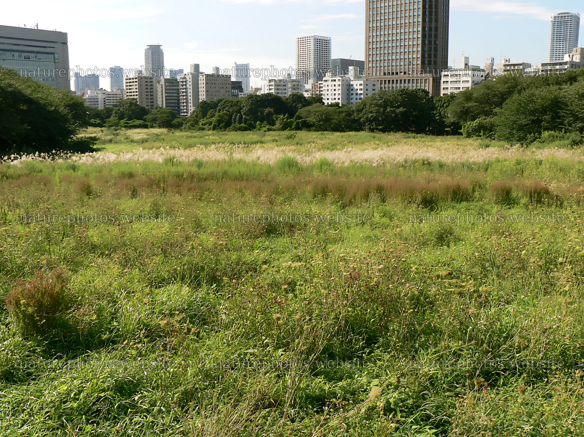 Tokyo urban biodiversity meadow with seedheads – nature photos 9174x6866