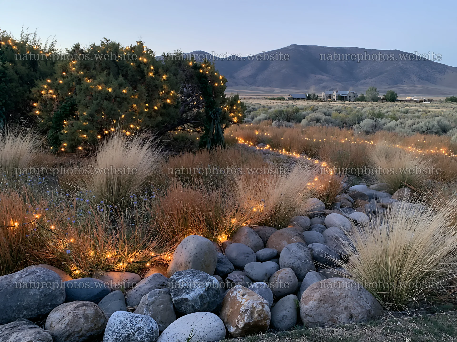 Expansive meadow with drought tolerant stems and garland lights – nature photos 9174x6866