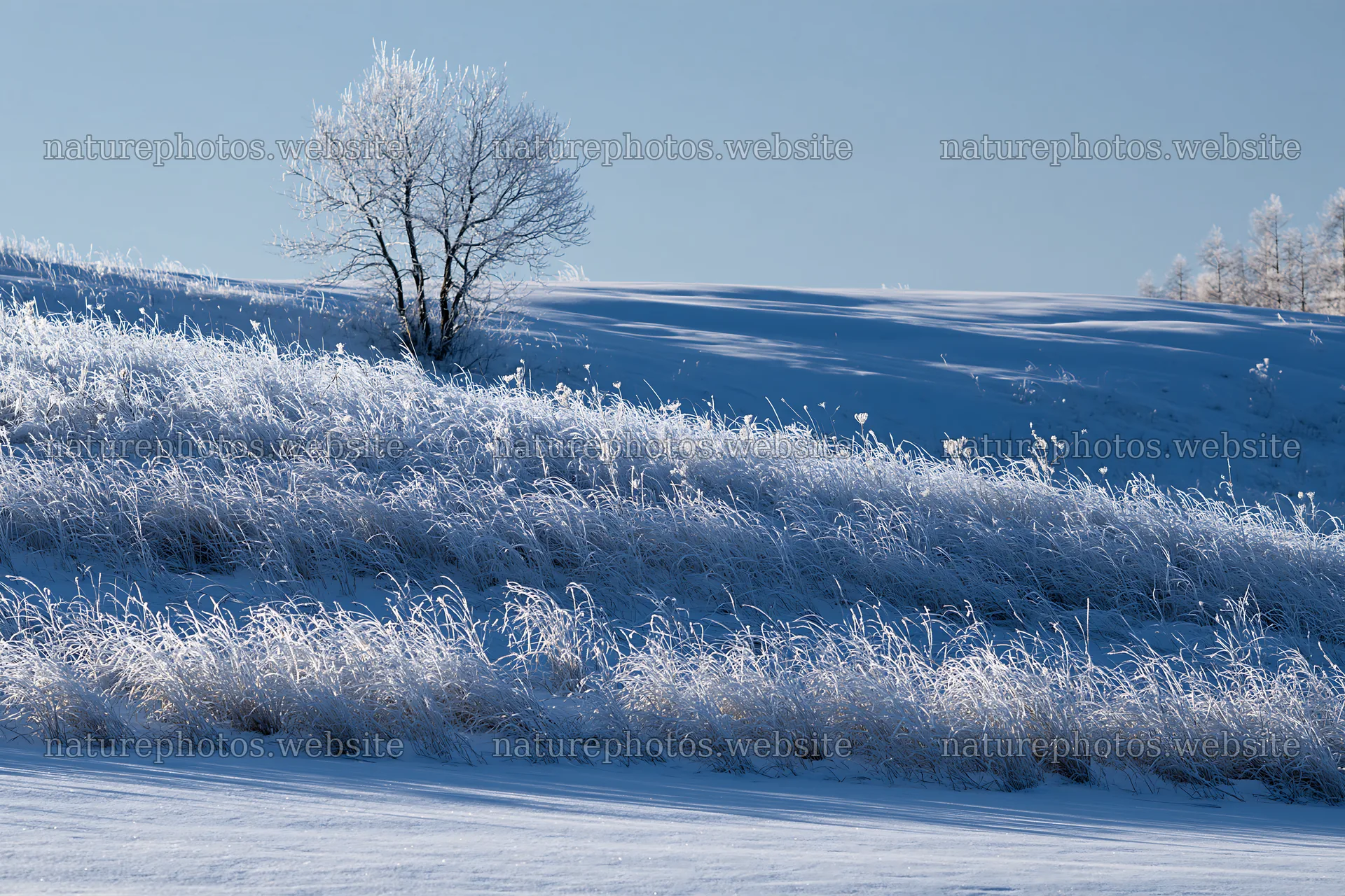 Snow covered hills and frosted trees in Biei – nature photos 9722x6480