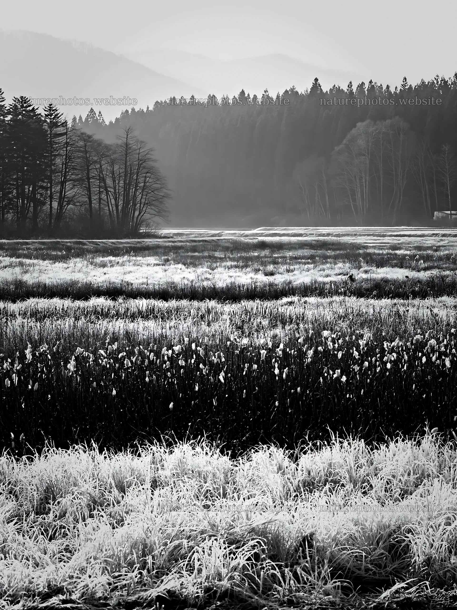 Akita snowmelt meadow with silver grasses under soft light – nature photos 6866x9174
