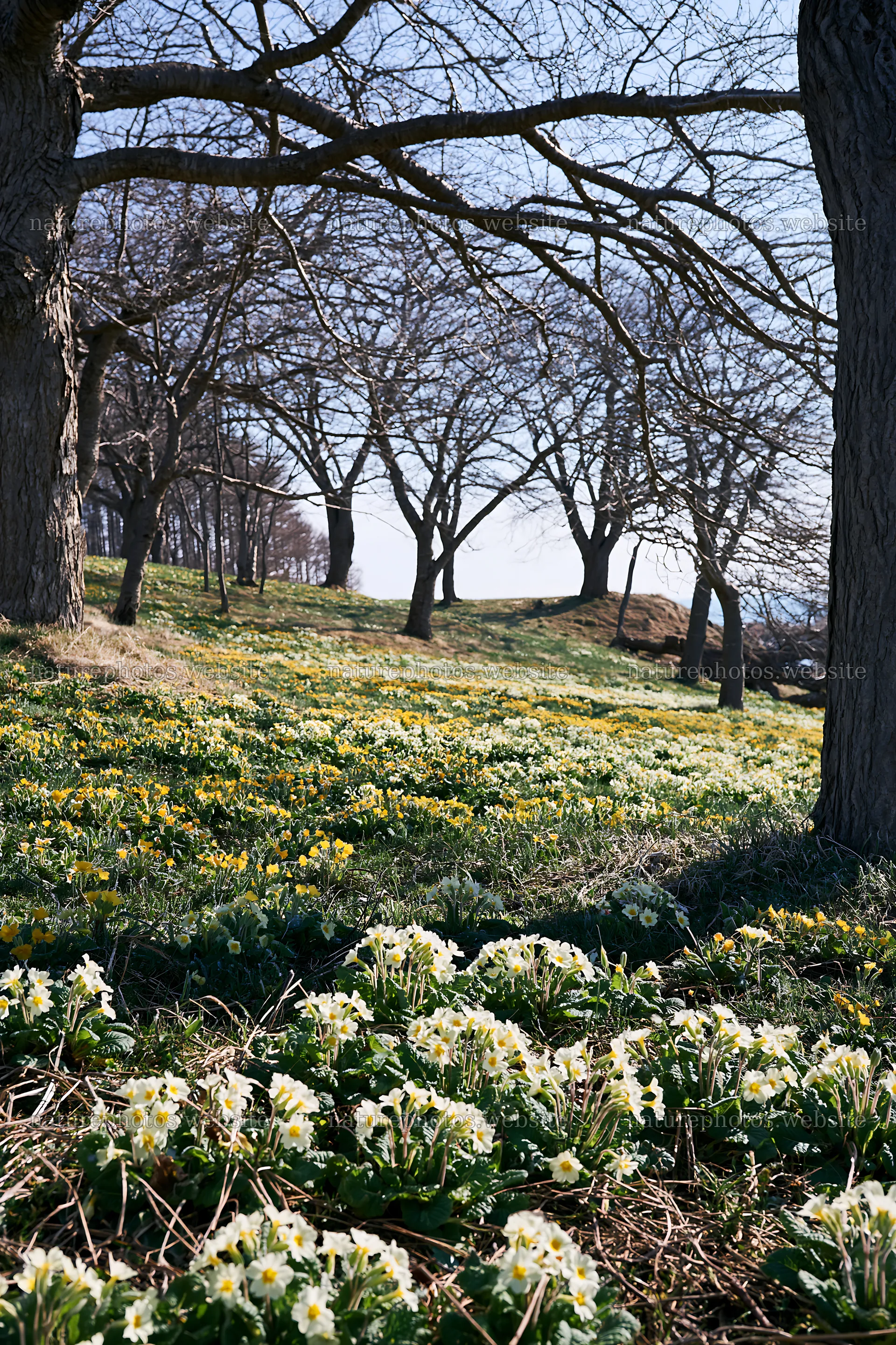Seaside orchard meadow with blooming flowers in spring – nature photos 6480x9722