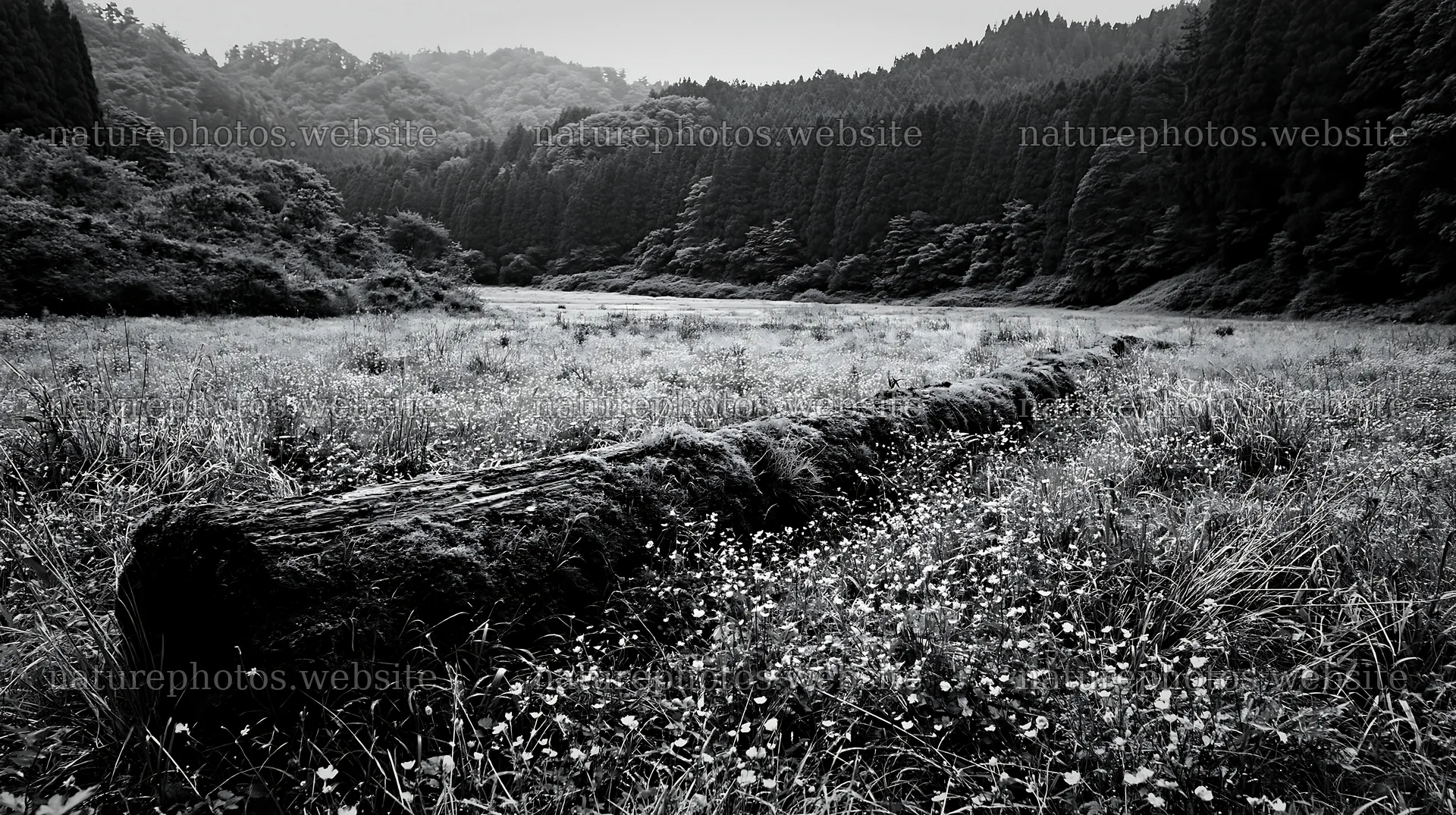 Gifu low carbon meadow mossy log in a green landscape – nature photos 10608x5938