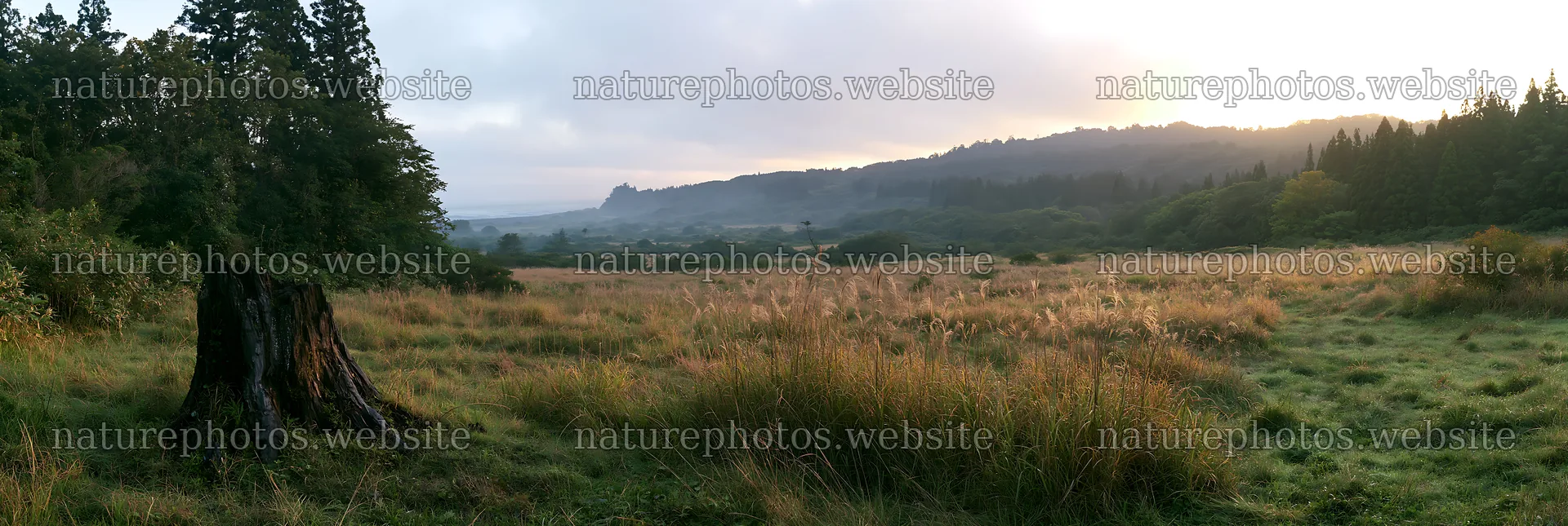 Fukushima native meadow with weathered stump – nature photos 13690x4602