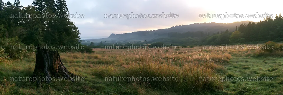 Fukushima native meadow with weathered stump – nature photos 13690x4602