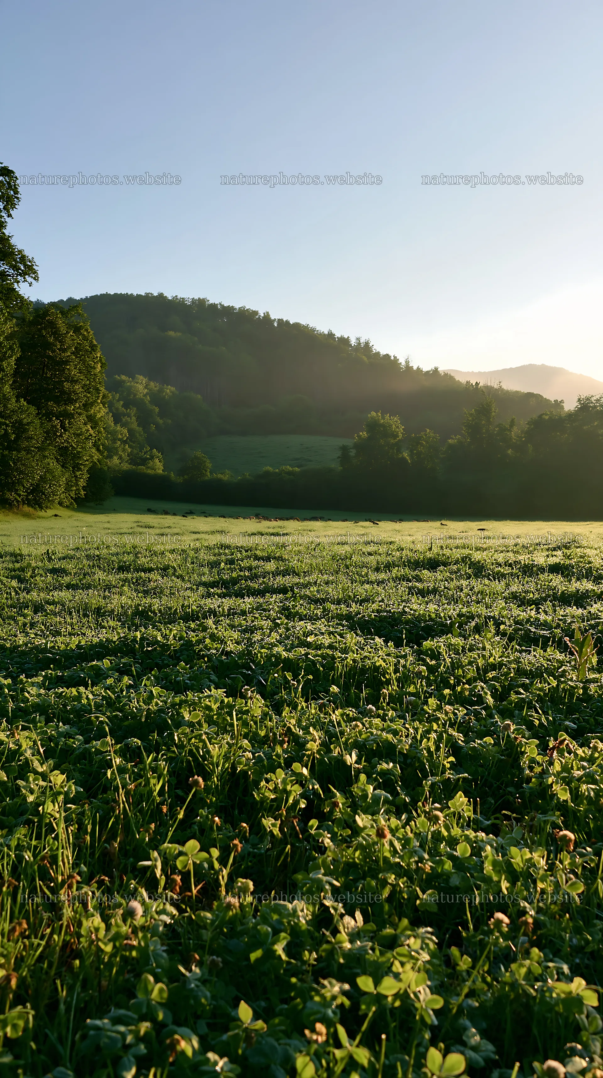 Clover meadow covered with dew in the morning light – nature photos 5938x10608