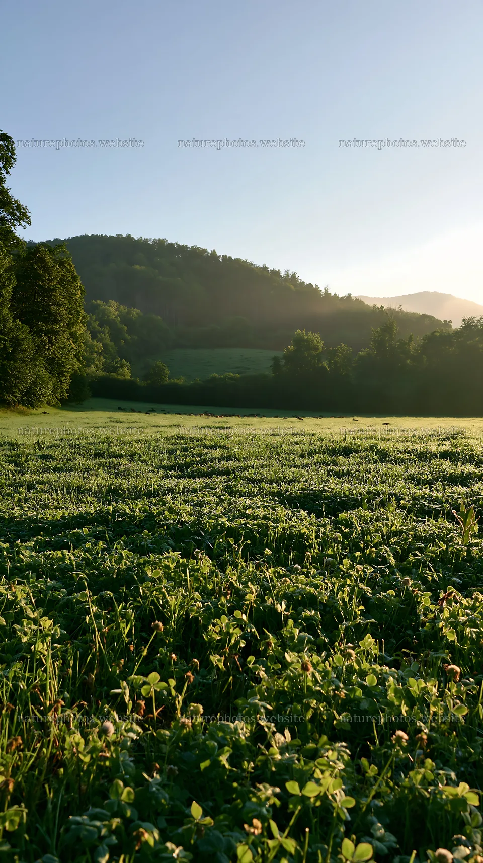 Clover meadow covered with dew in the morning light – nature photos 5938x10608