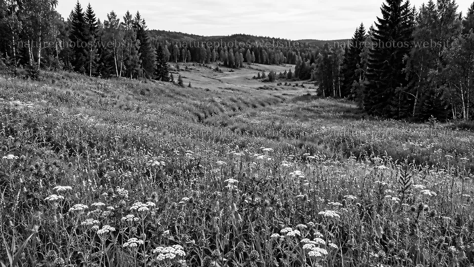 Monochrome Forest Meadow Landscape – nature photos 10324x5812