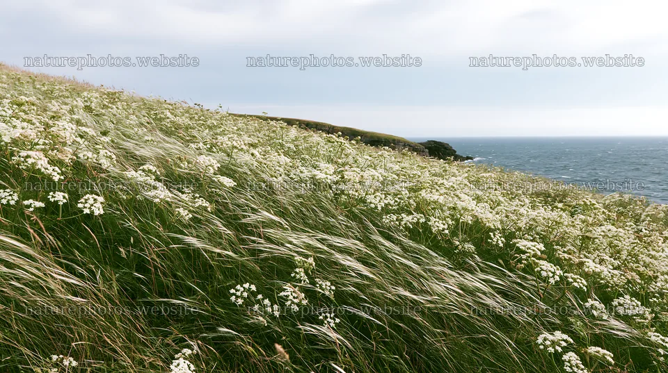 Cow parsley meadow by the sea and hills – nature photos 10608x5938