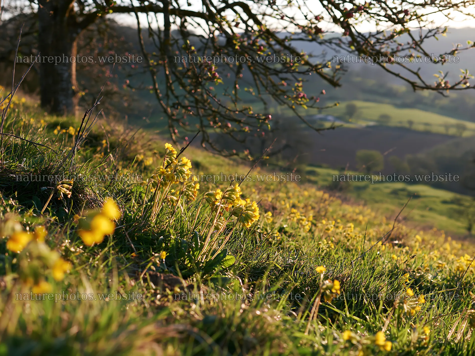 Hillside apple meadow with yellow flowers in sunlight – nature photos 9174x6866