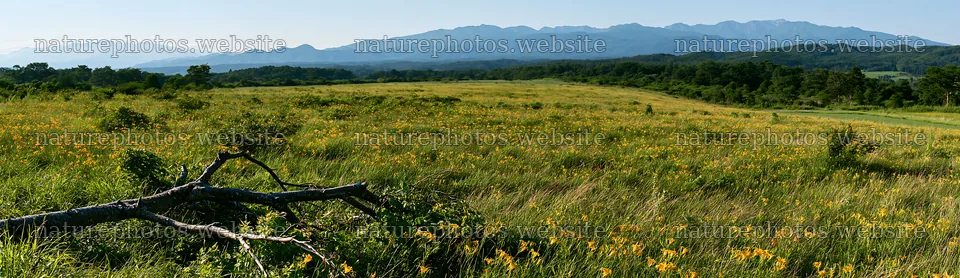 Yamagata rewilded meadow fallen branch foreground with mountains – nature photos 14762x4268