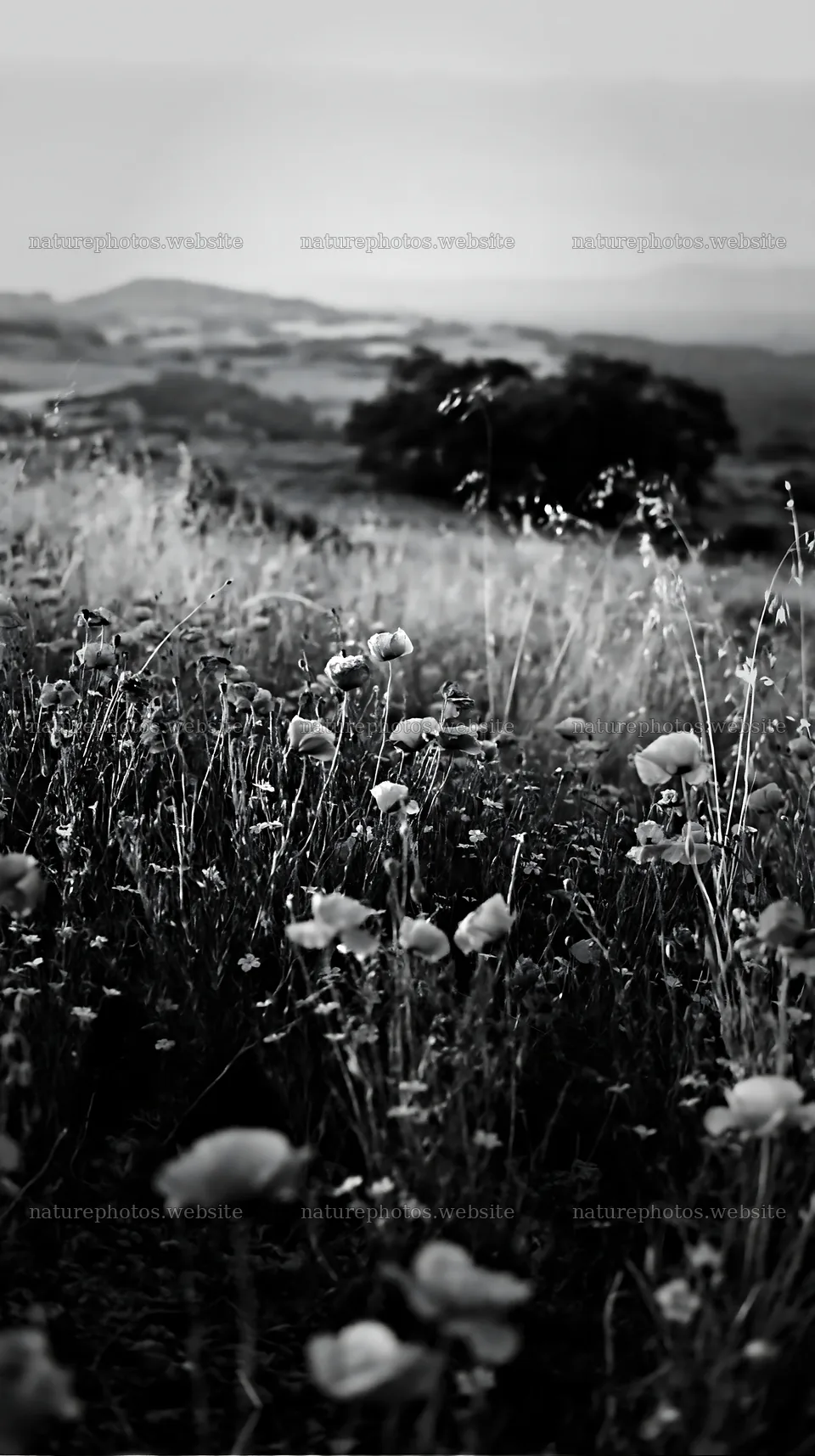 Poppy flax meadow with hills under a clear sky – nature photos 5938x10608