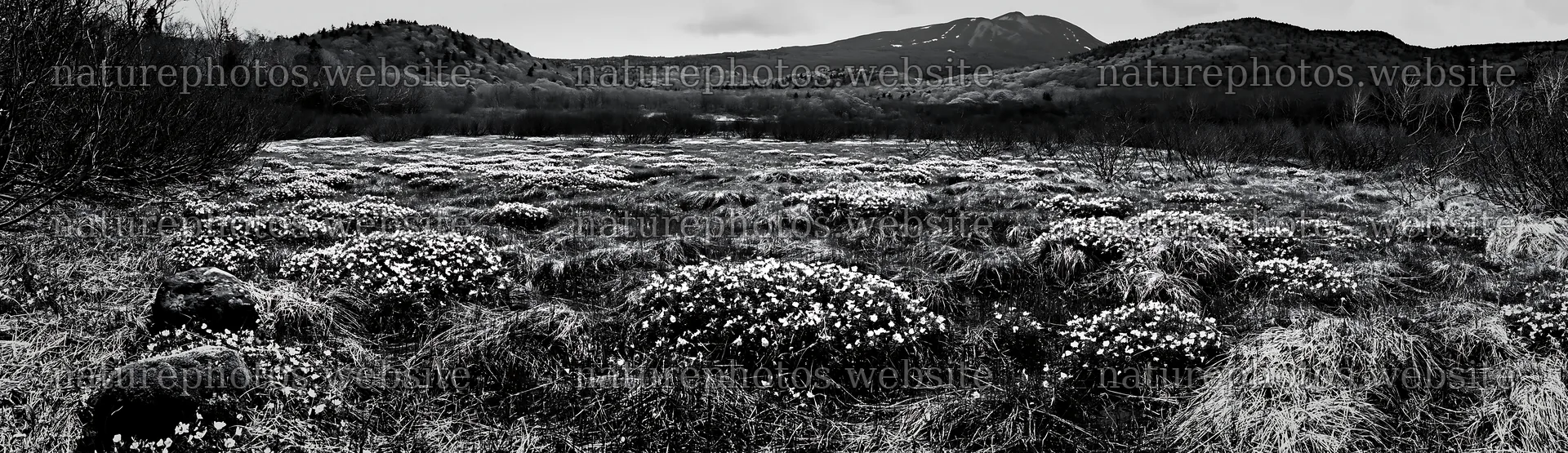Miyagi spring recovery meadow mossy stone with blooming flowers – nature photos 14762x4268
