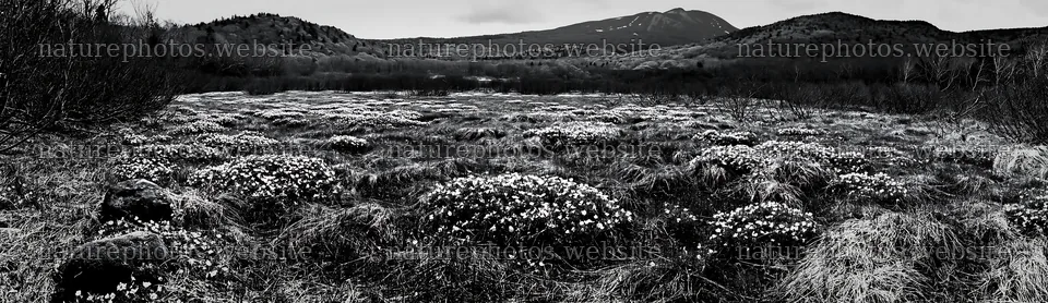 Miyagi spring recovery meadow mossy stone with blooming flowers – nature photos 14762x4268