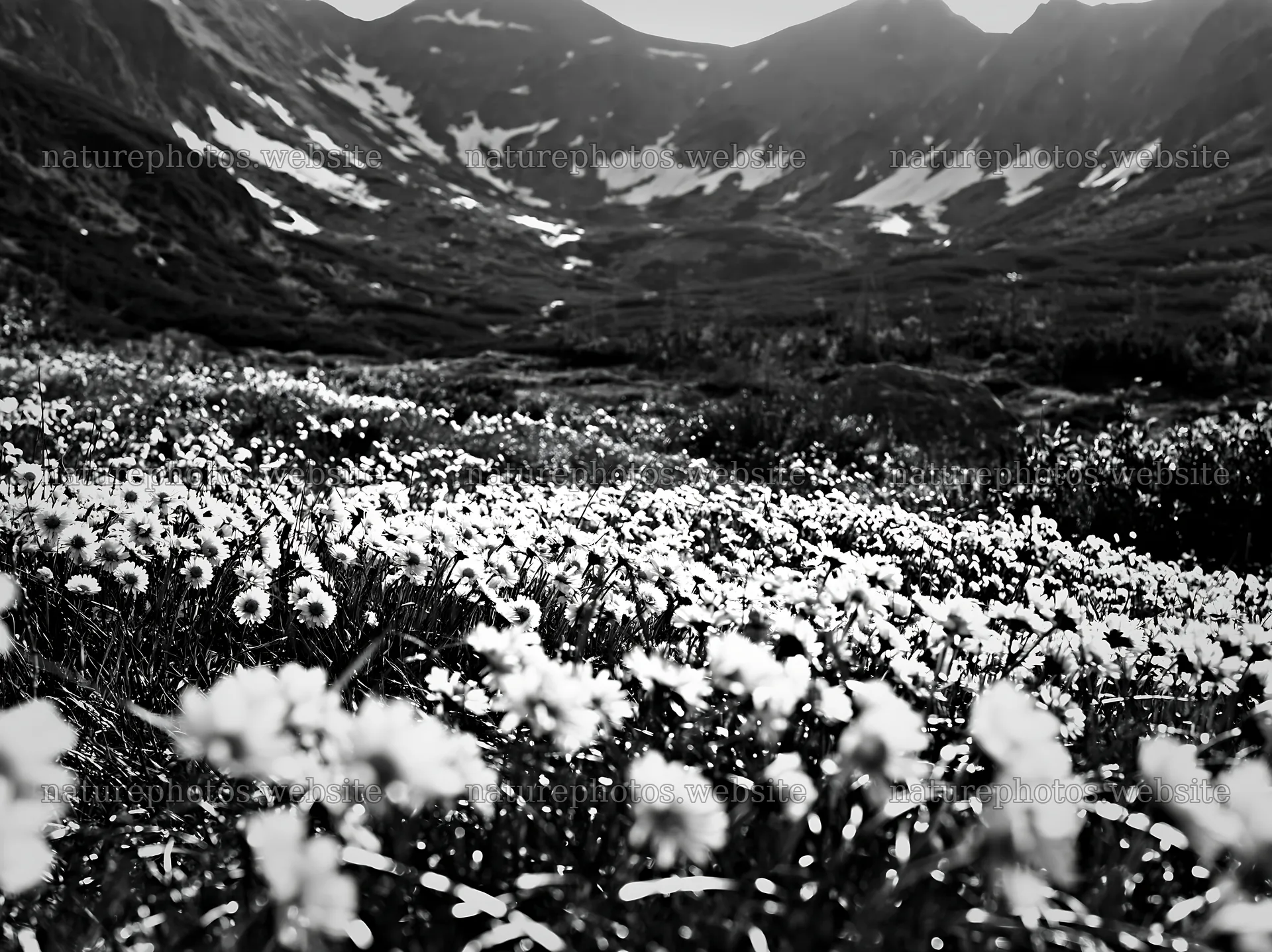 Tatra mountains meadow with flowers in spring snowmelt – nature photos 9174x6866