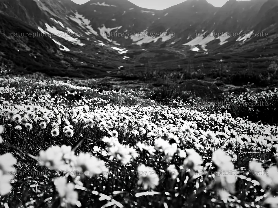 Tatra mountains meadow with flowers in spring snowmelt – nature photos 9174x6866