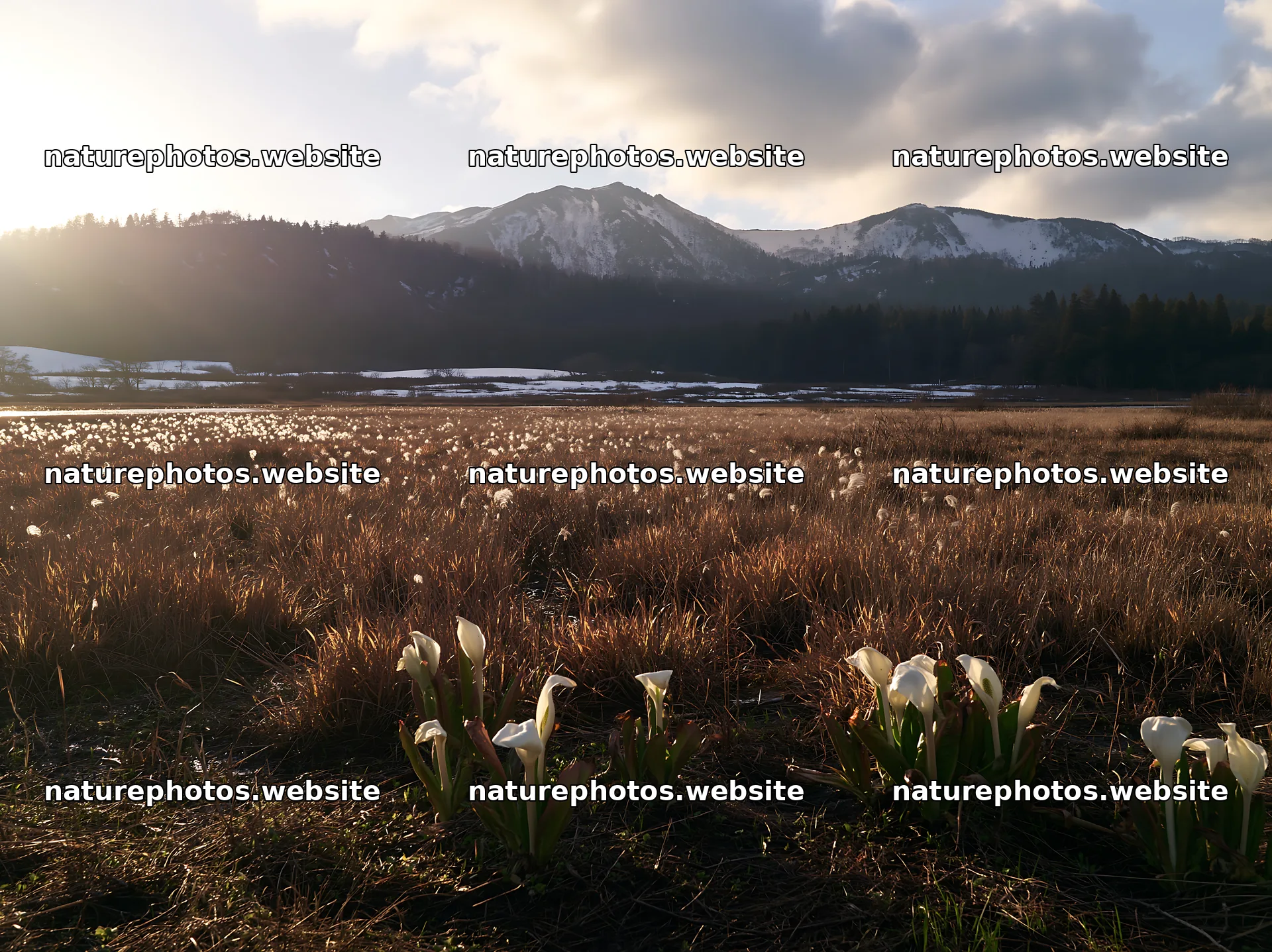 Akita snowmelt meadow with silver grasses under the sun – nature photos 9174x6866