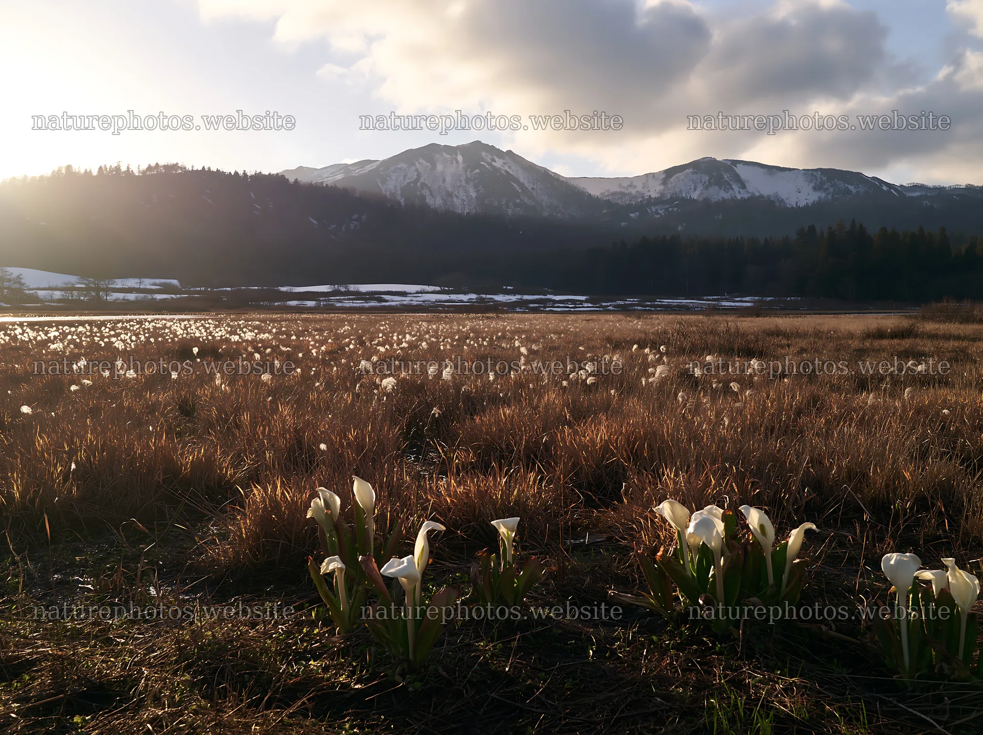 Akita snowmelt meadow with silver grasses under the sun – nature photos 9174x6866