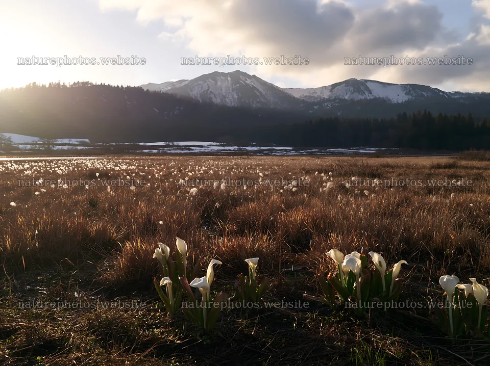 Akita snowmelt meadow with silver grasses under the sun – nature photos 9174x6866