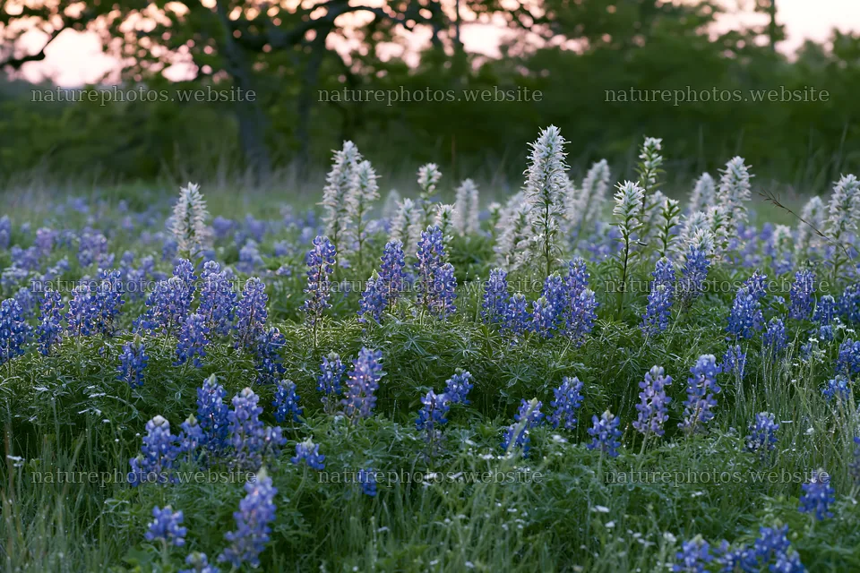 Bluebonnet meadow at sunrise with wildflowers – nature photos 9722x6480